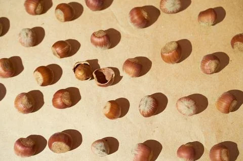 Hazelnut pattern on a brown background 스톡 사진