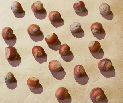 Hazelnut pattern on a brown background 스톡 사진