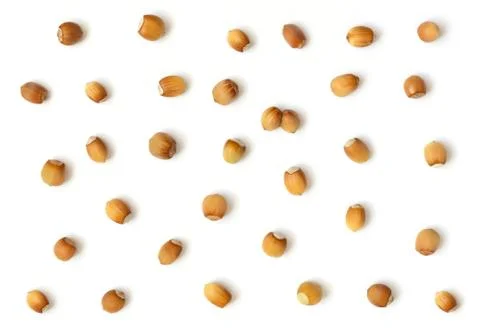 Hazelnut pattern. Nuts isolated on a white background. Fresh ripe filbert.  Stock Photos