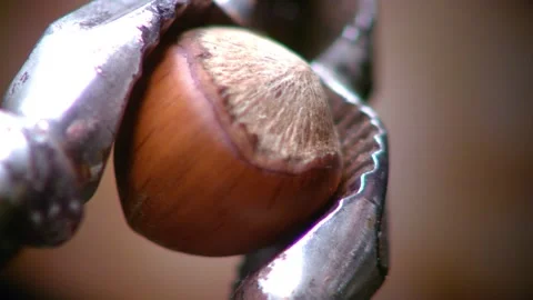 Hazelnut peel breaks in close and slow motion. Stock Footage 132026622