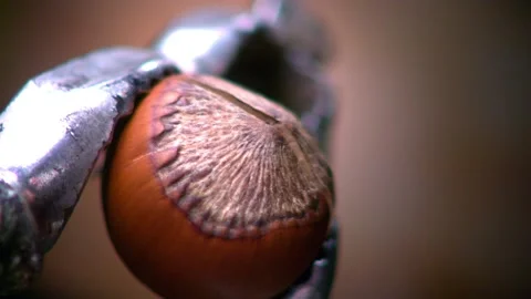 Hazelnut peel breaks in close and slow motion. Video stock 132027681