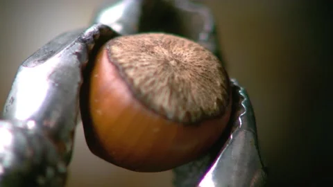 Hazelnut peel breaks in close and slow motion. Video stock 132028259