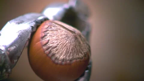 Hazelnut peel breaks in close and slow motion. Close up. Video stock 132460488