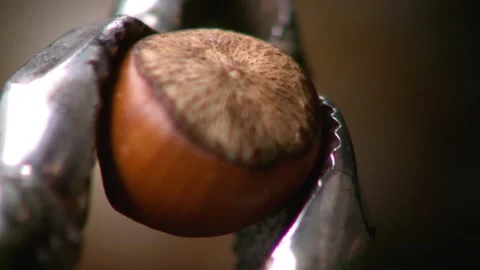 Hazelnut peel breaks in close and slow motion. Close up. Stock Footage 132462892