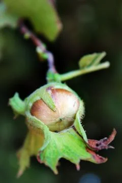 Hazelnut Stock Photos