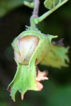 Hazelnut Stock Photos