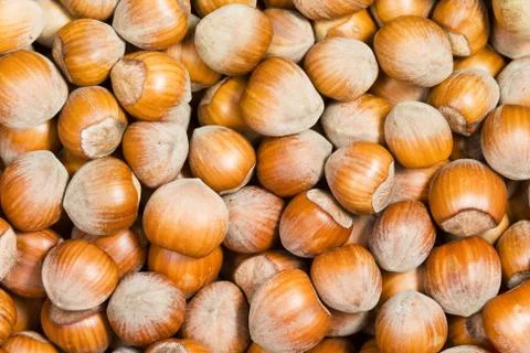 Hazelnut Stock Photos