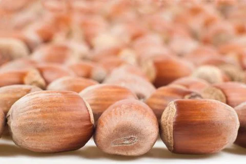 Hazelnut Stock Photos