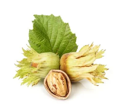 Hazelnut Stock Photos