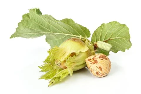 Hazelnut Stock Photos