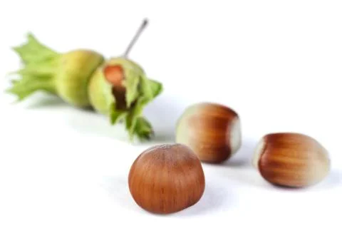 Hazelnut Stock Photos