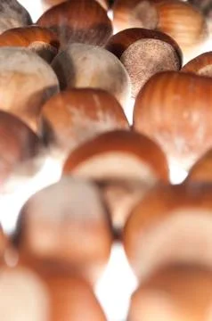 Hazelnut Фото