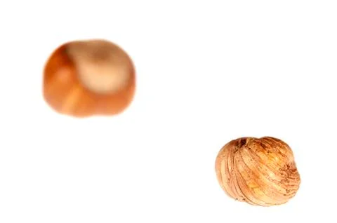 Hazelnut Photos