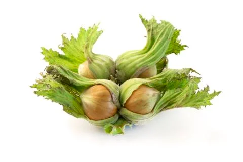 Hazelnut Stock Photos