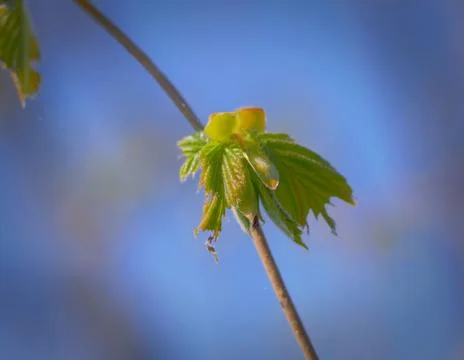Hazelnut Stock Photos