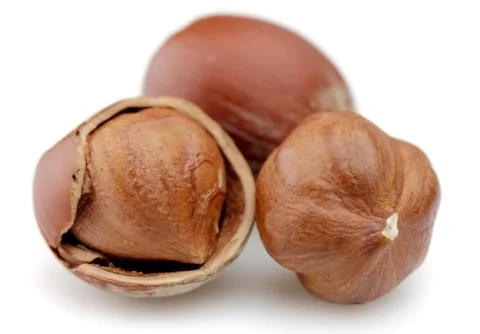 Hazelnut Stock Photos