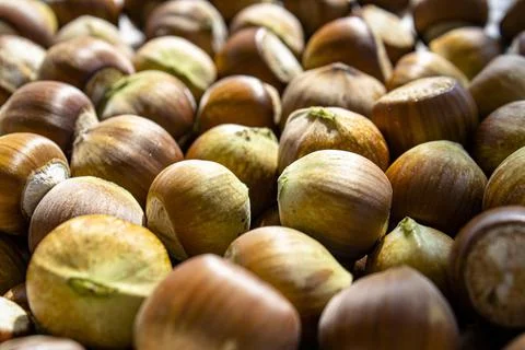 Hazelnut Stock Photos