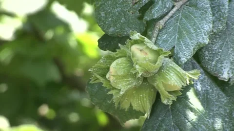Hazelnut plant, close up Stock Footage 41129319