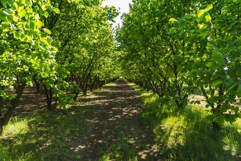Hazelnut plantation at the beginning of spring full of green leaves Stock Photos