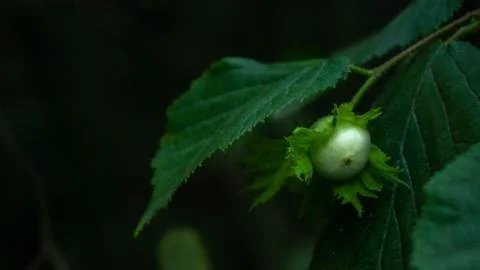 Hazelnut ripening in the forest, selective focus image Stock Photos