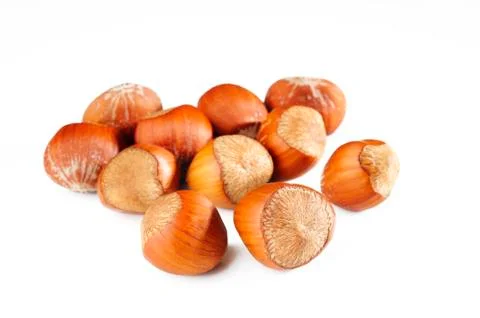 Hazelnut seed Stock Photos