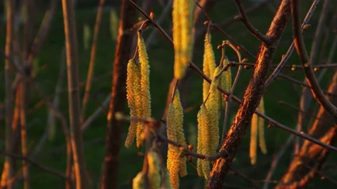 Hazelnut seeds moving in the wind Stockbeeldmateriaal 170253241