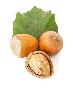 Hazelnut seeds Stock Photos