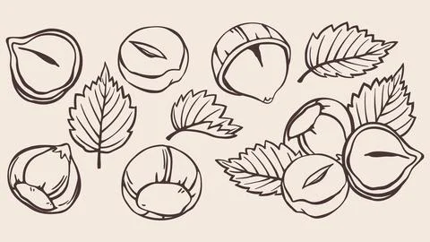 Hazelnut Set with Serrated Leaves and Shells. Hand Drawn Doodle Style Nut Col Stock Illustration