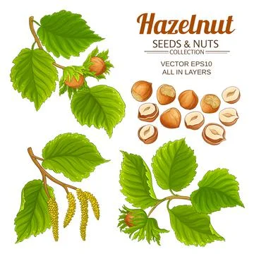 Hazelnut set on white background Stock Illustration