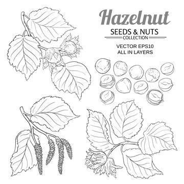 Hazelnut set on white background Stock Illustration