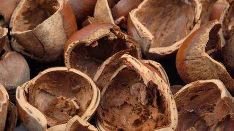 Hazelnut shell close up. Nuts shells Video stock 220289644