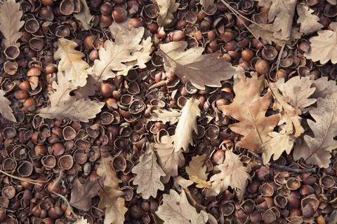 Hazelnut shell, leaf and soil background Stock Photos
