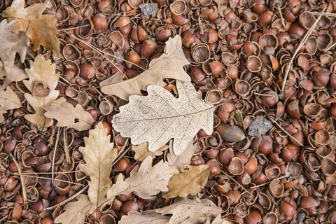 Hazelnut shell, leaf and soil background Stock Photos