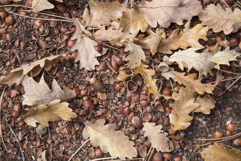 Hazelnut shell, leaf and soil background Stock-Fotos