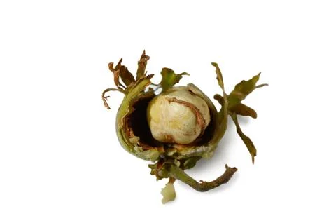 Hazelnut in shell opened to reveal nut inside on white background top-down .. Stock Photos