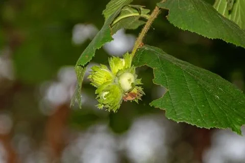 Hazelnut in the summer forest, forest immature nut, Sunny day 스톡 사진