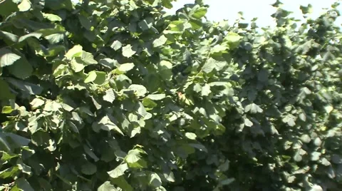 Hazelnut swinging tree on breeze Stock Footage 41129625