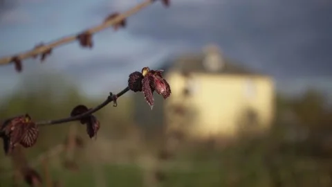 Hazelnut tree blooming Stock Footage 239935851