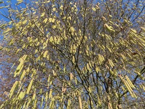 Hazelnut tree blossoming Stock Photos