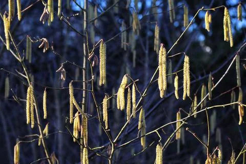 Hazelnut tree blossoming Stock Photos