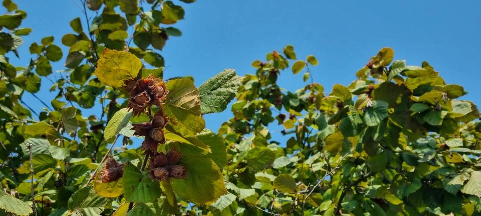 Hazelnut Tree Canopy in Sunlight Foto stock