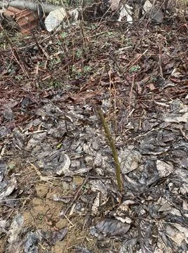 Hazelnut tree in early spring and in rainy weather Stock Photos