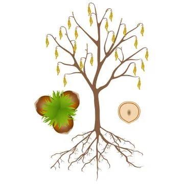 Hazelnut tree with flowers and nuts on a white background Stock Illustration