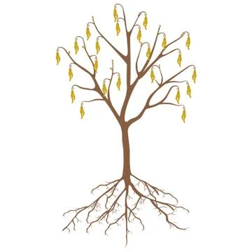 Hazelnut tree with flowers and roots on a white background Stock Illustration