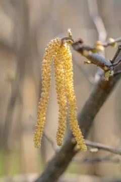 Hazelnut tree flowers Stock Photos