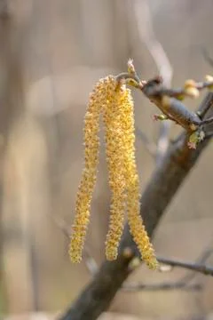 Hazelnut tree flowers Stock Photos