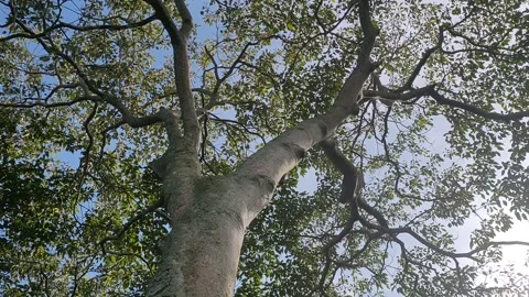 Hazelnut tree Stock Footage 231800744