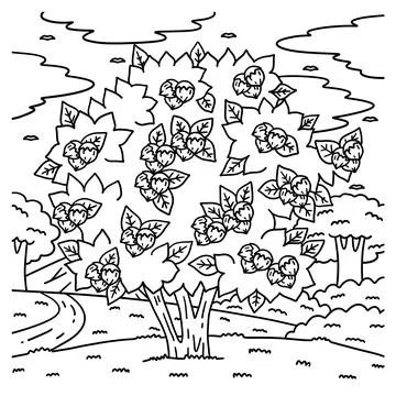 Hazelnut Tree Fruit Plant Coloring Page for Kids Stock Illustration