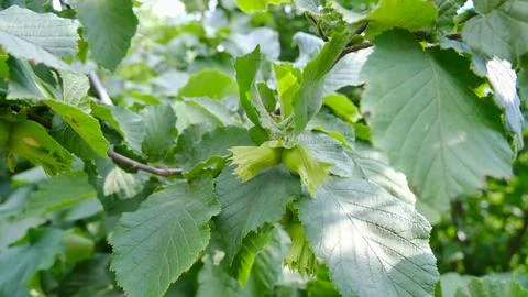 Hazelnut tree. Hazelnut. Stock Photos