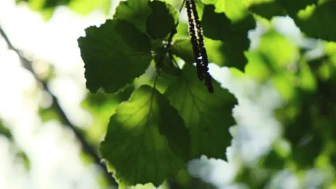 Hazelnut Tree Leafs And Sun Flares. Beautiful nature background close up 4K UHD Видео 138075161